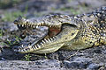  crocodile nil Botswana delta Okavango dents prédateur eau 
